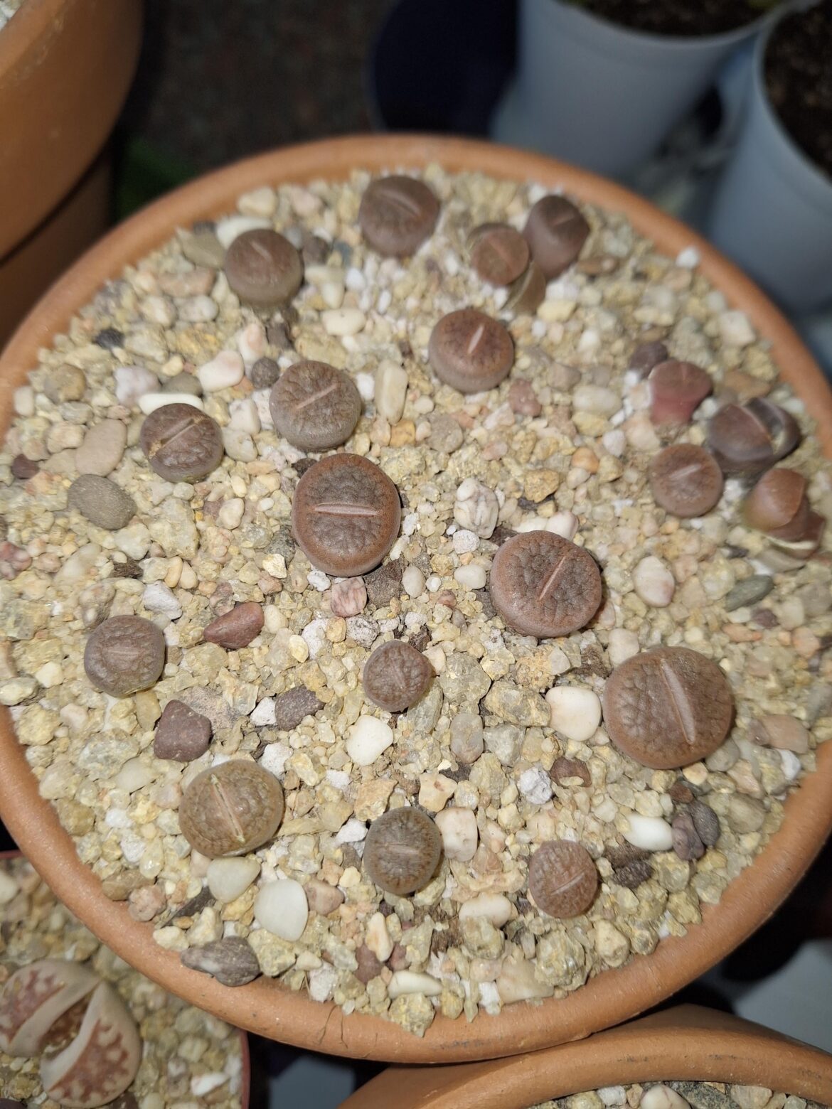 I'm quite sure these lithops are splitting,they are very wrinkly though(especially the smaller lithops on the left).Do they need water or should I just leave them alone?