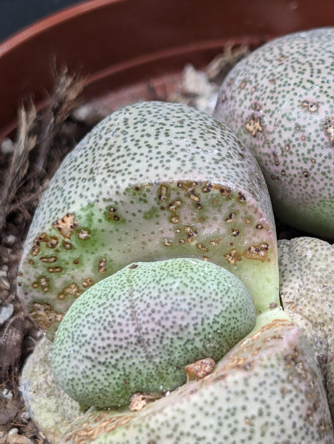 What's on my new lithops?