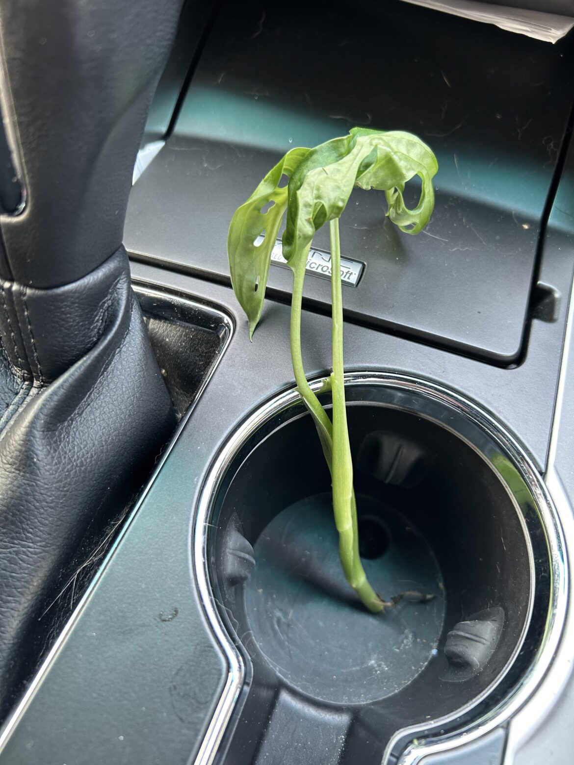 Ope. How did that fall off the plant 🤷🏻‍♀️ /s