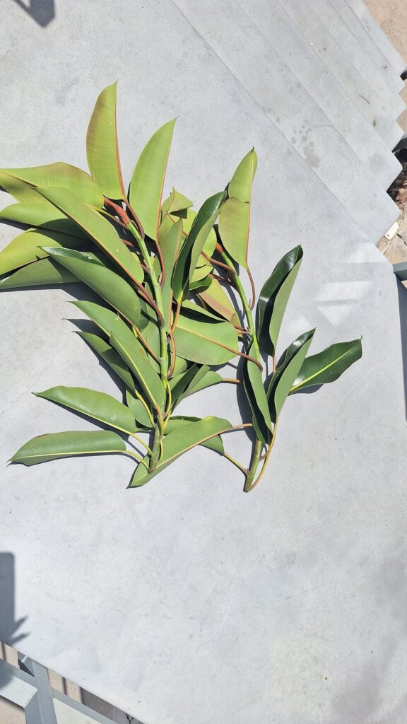 what is this and is it propable?+