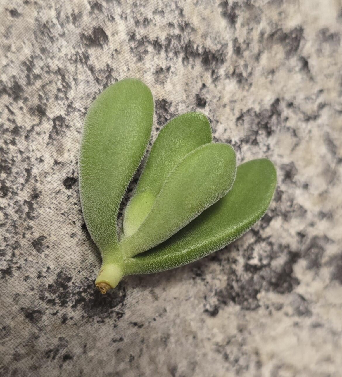 Will it root?