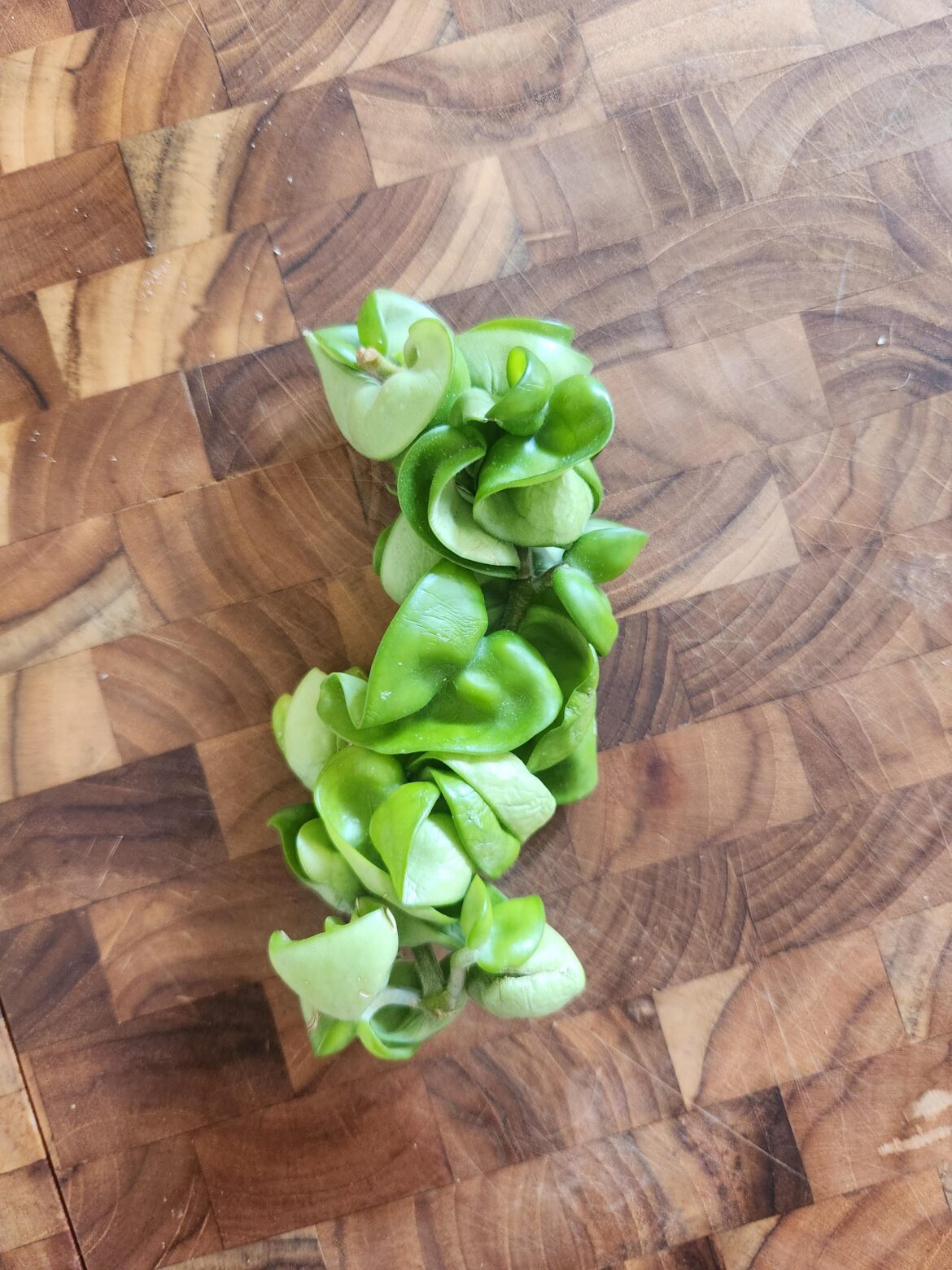 Hindu Rope Plant