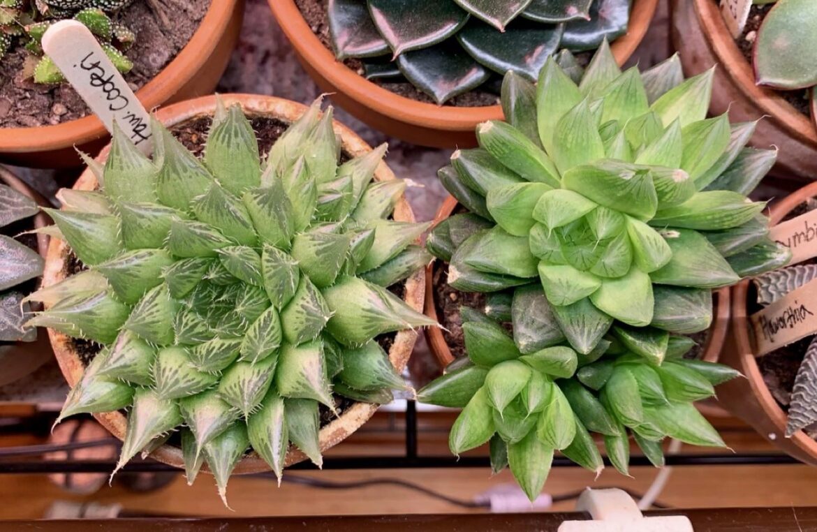 my babies