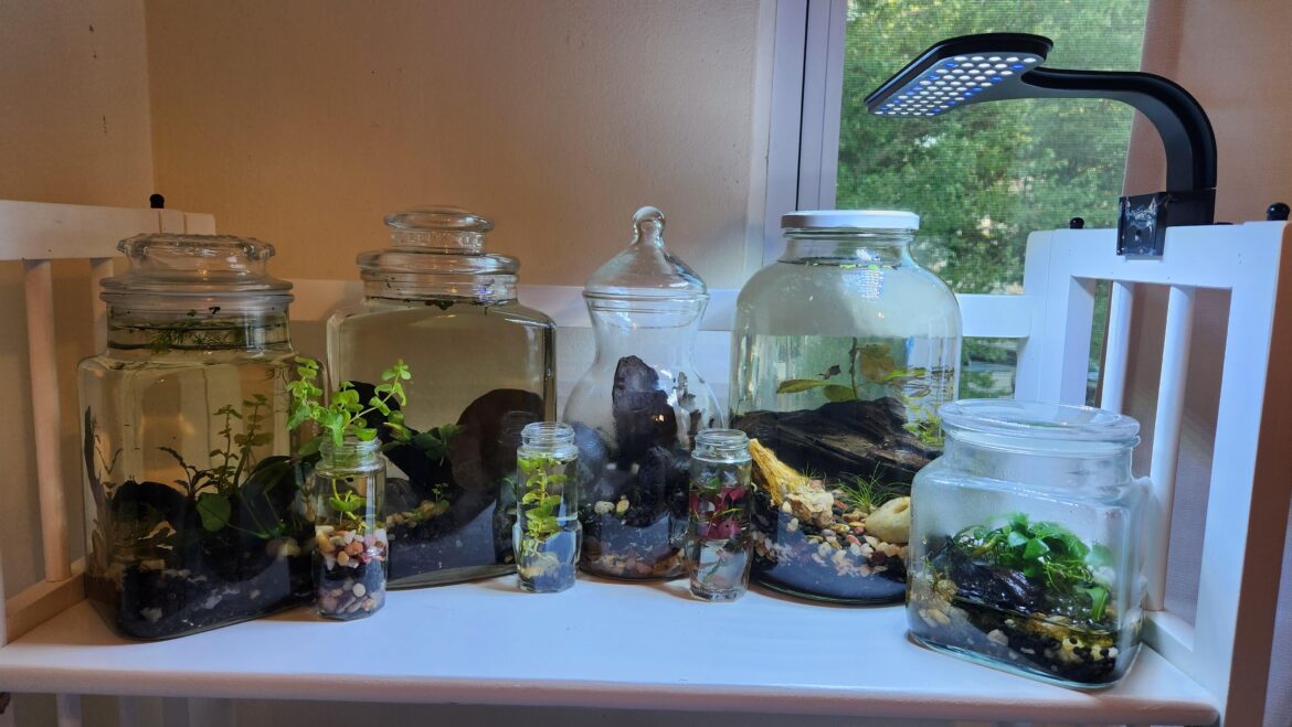 All the larger terrariums/jarrariums plus spice jars