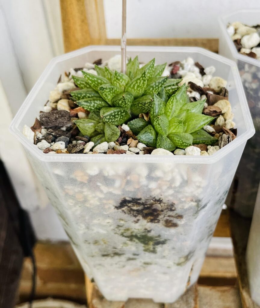 Is this build up on my plastic pots okay? Is this build up on my plastic pots okay?