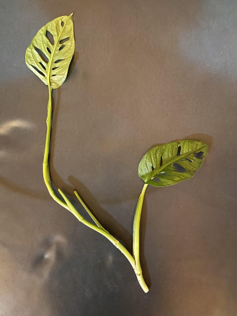 First-time prop help!