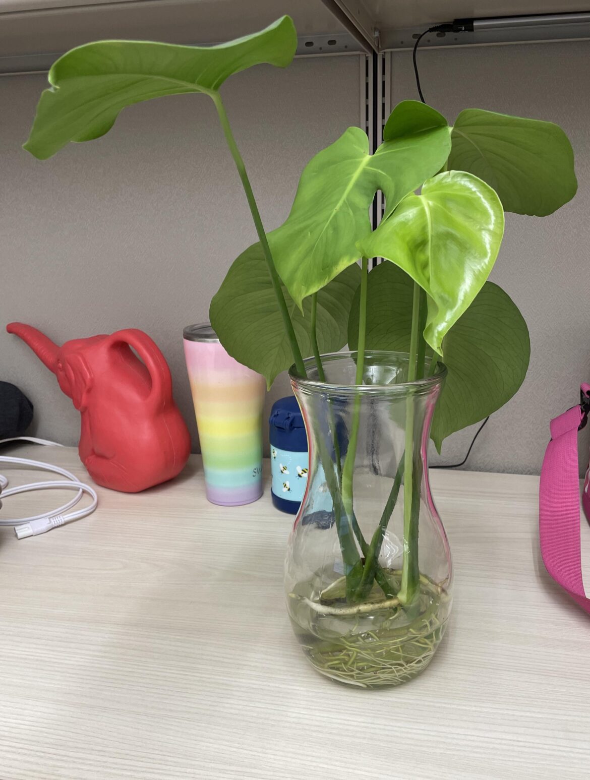 My boss told me she propped me some plants & I came into these beauties in my cube today 😍