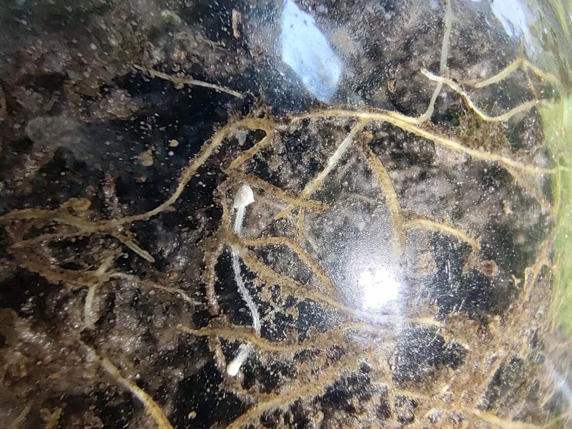 Saw a mushroom in my bean jar.