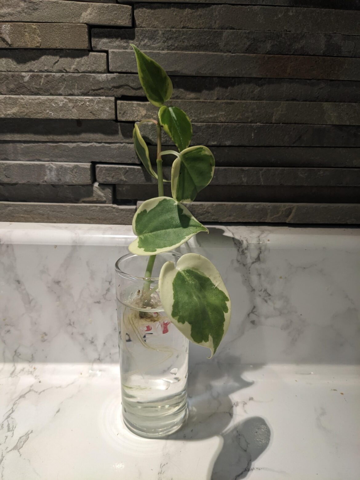 Who else asks establishments if you could have a cutting?