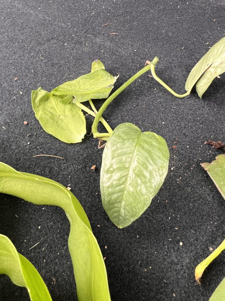 Proplifting 1st timer - they stayed there n the cart 🤷‍♀️ what is the pothos?