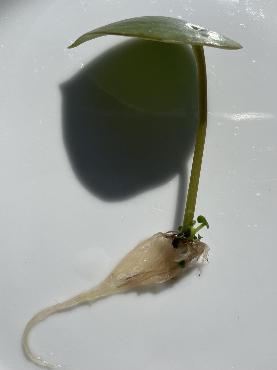 Pilea peperomioides pup from propping a leaf