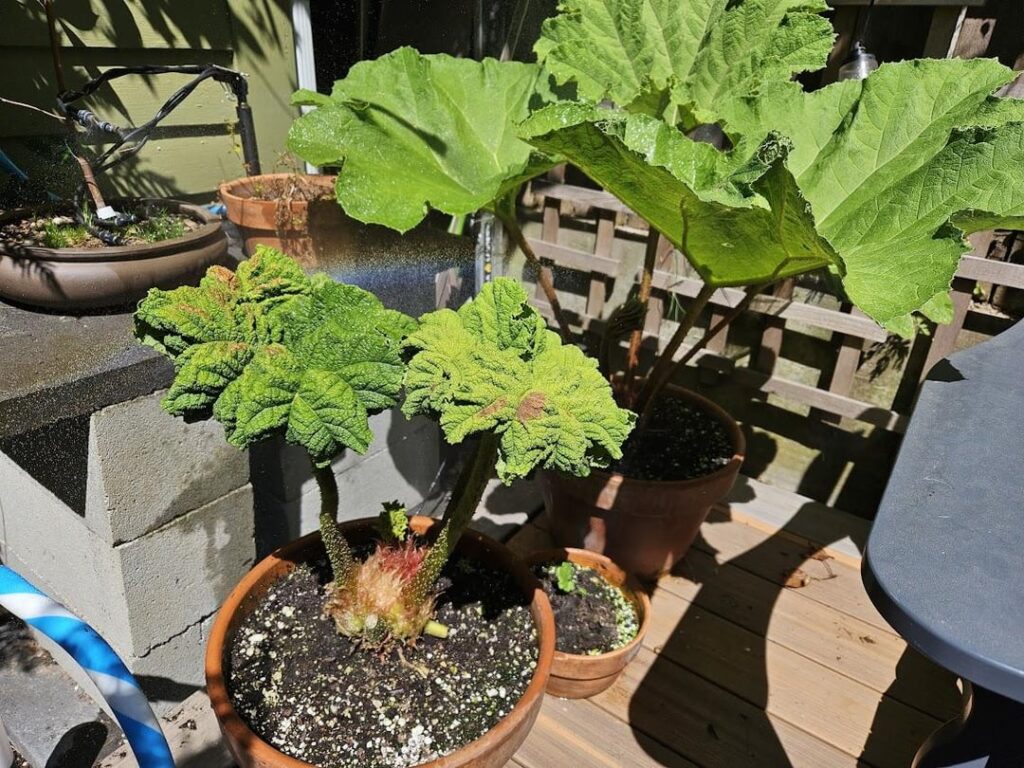 Anyone grow Gunnera manicata and know what is going on with this one on the left?