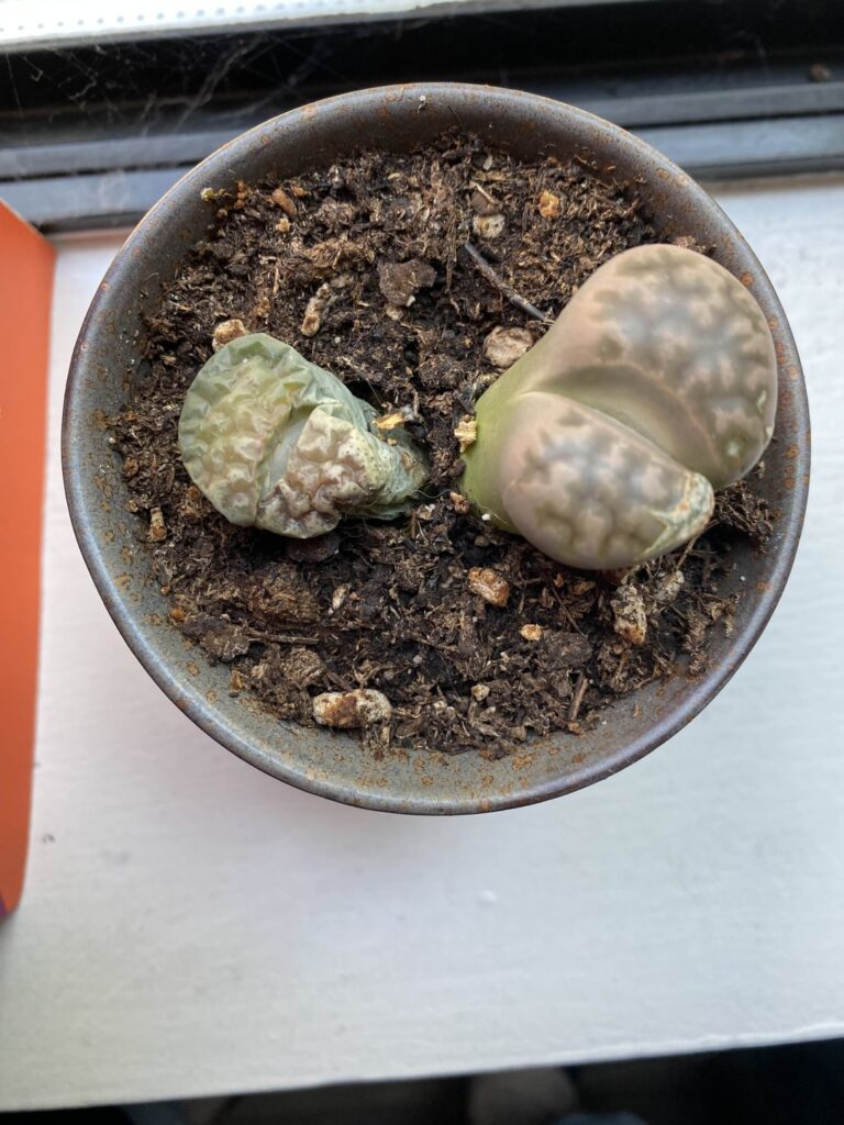How can I save Sir Mix-a-lot?