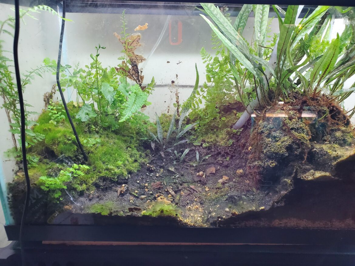 Not exactly a jar! 10g aquarium. I set it up over a yr ago, put in dirt and the Sword plant, as an outworld for an ant colony which promptly died. Heat mat got left on 85° and all of this grew! What should I put in it?