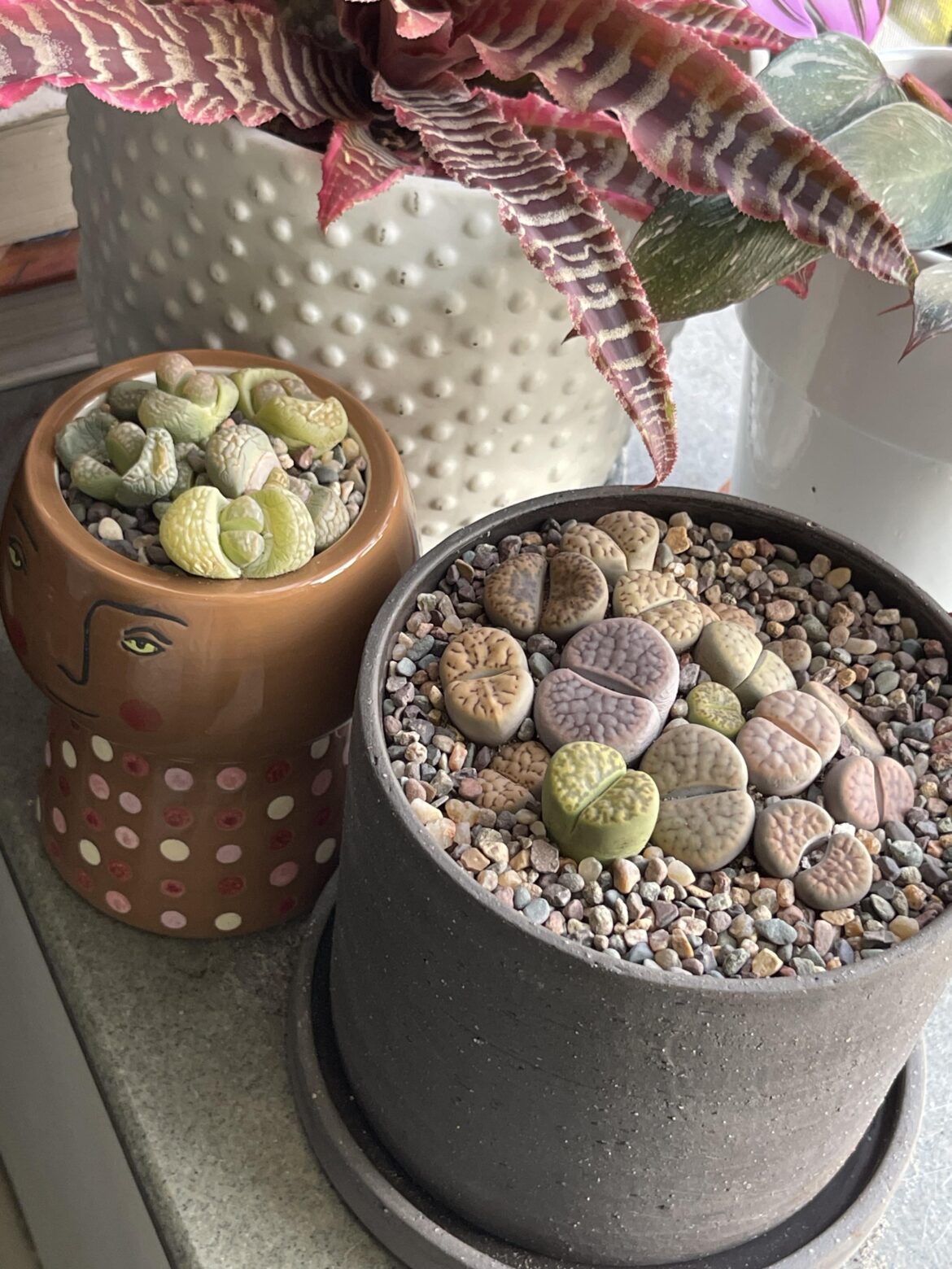 Just sharing my repot.