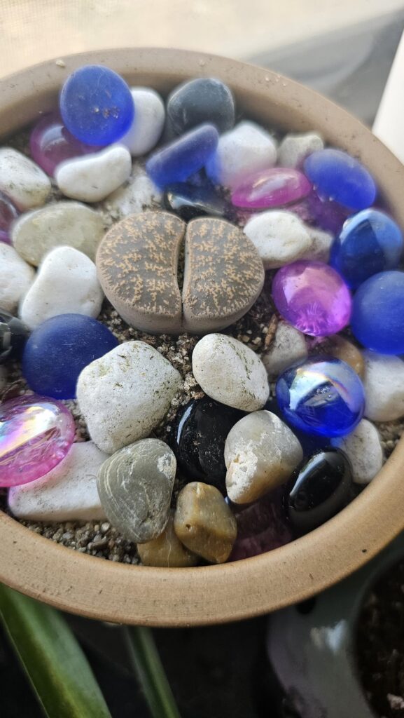 My other lithops didn't make it, so meet my new family member
