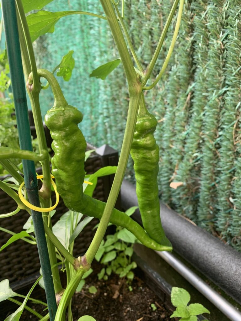 Help identifying my pepper plant? Help identifying my pepper plant?