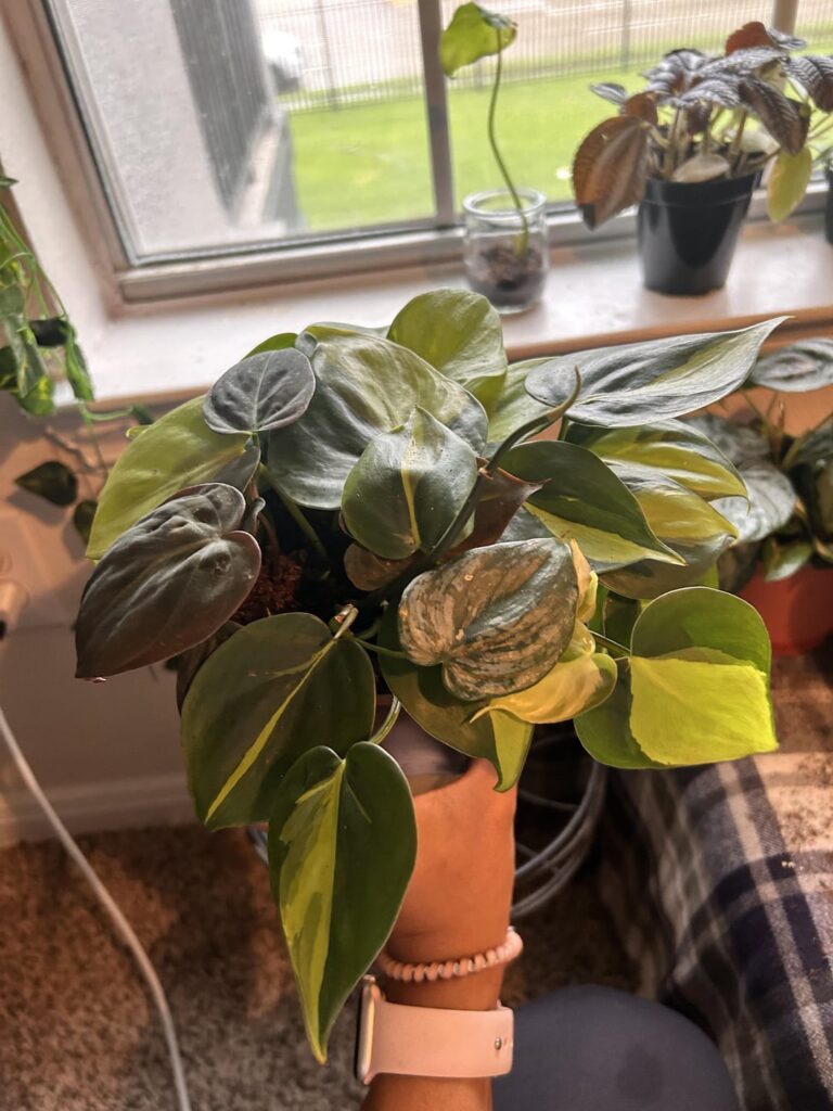 is this enough space for my cuttings?