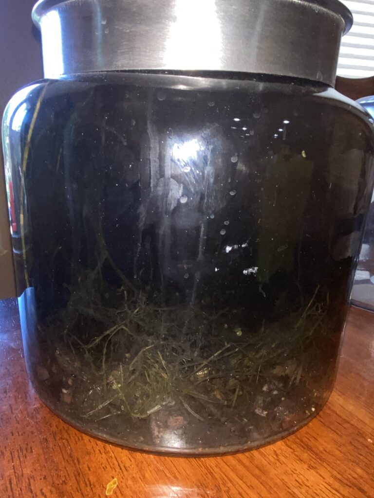 My brother has this black water sitting on our table
