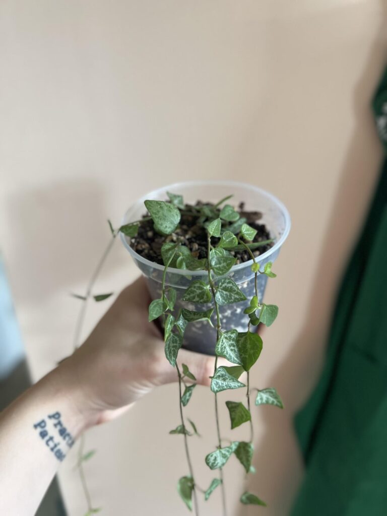 can string of spades be propagated?