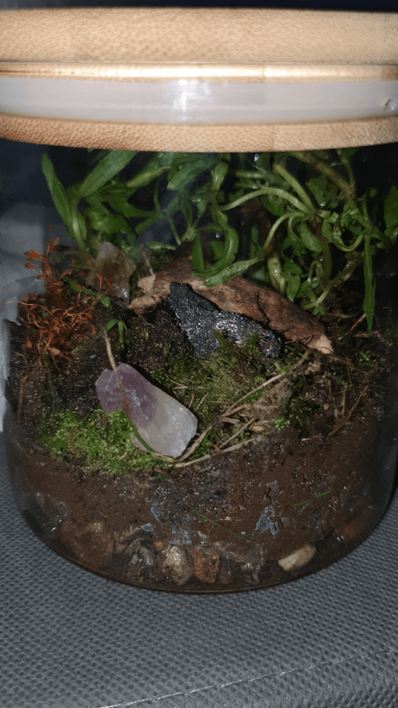 my first actual jarrarium!! it’s a mess, i expect it’ll all die soon, BUT IT WAS SO FUN!!! my first actual jarrarium!! it's a mess, i expect it'll all die soon, BUT IT WAS SO FUN!!!