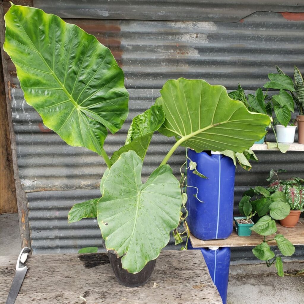 I propagated this Alocasia 5 months ago