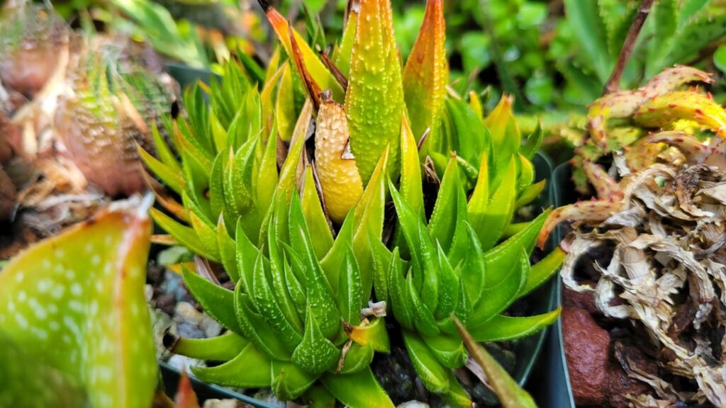 ID please