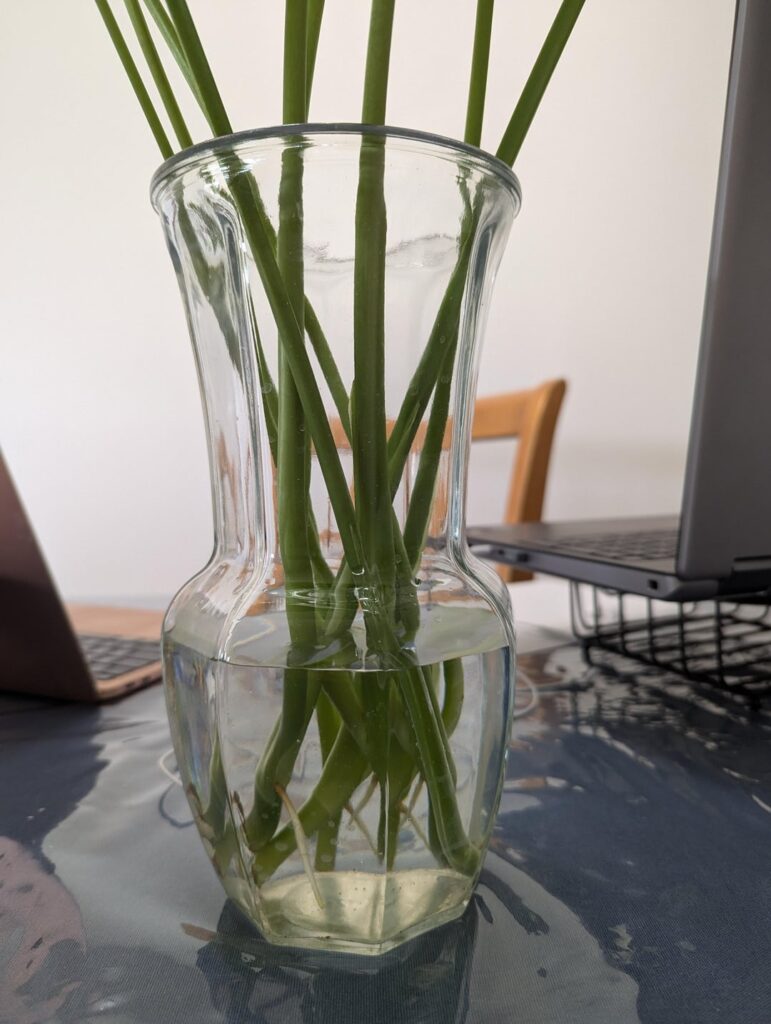 My mom is accidentally propagating her Monstera plant. Two have roots already. How easy is it to propagate a Monstera? I wanna take one with roots but am afraid I'll kill it lol.