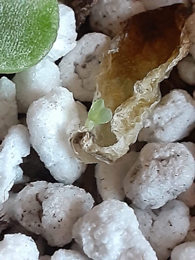 It's small and has tiny roots. Is it cooked? I'm going to put it in more organic soil.