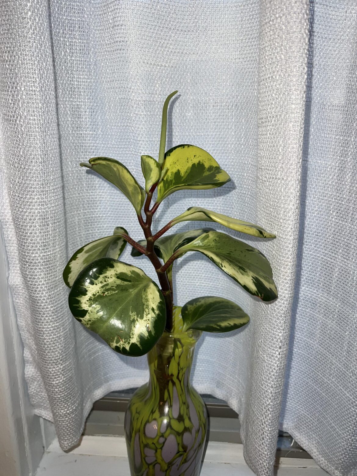 Flowering peperomia!