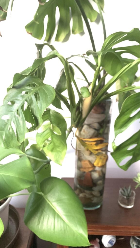 Does anyone knows what’s happening with my Monstera Adansonii?