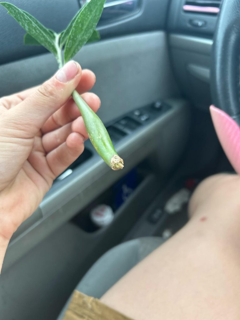 should I pop it in water like this or make a fresh cut and let it callous over?
