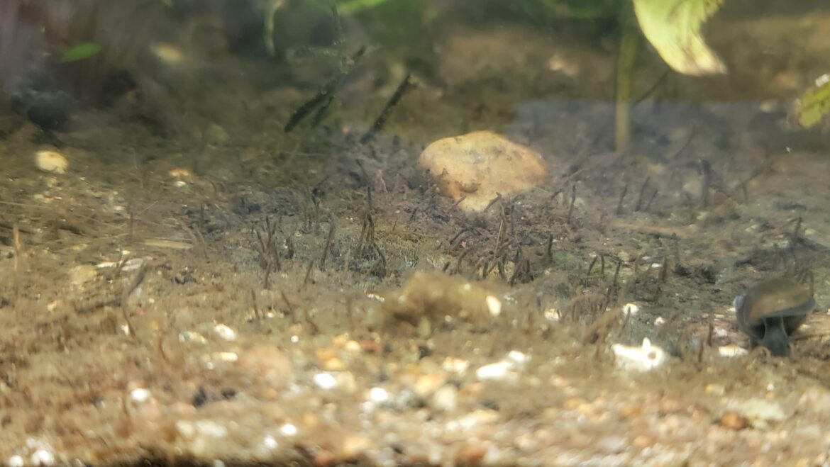 What are these brown worm things?