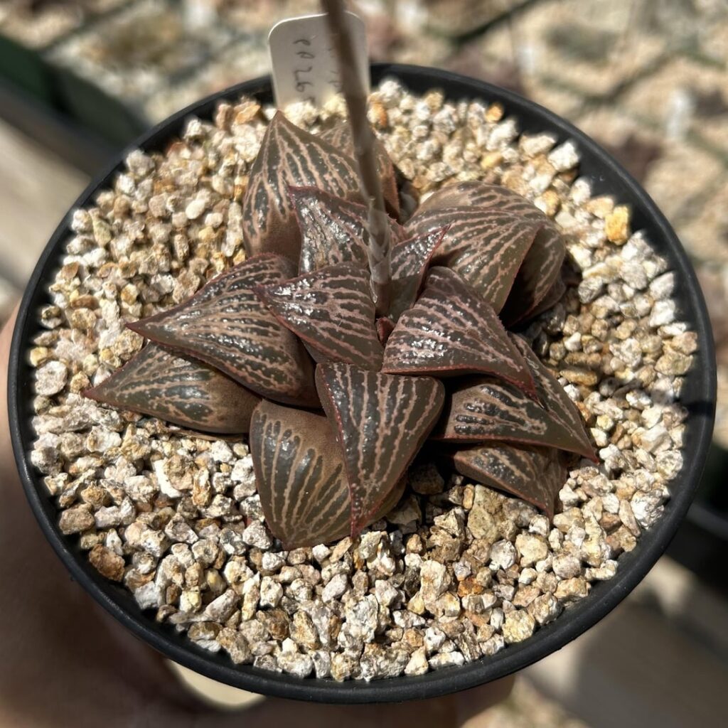H splendens hyb
