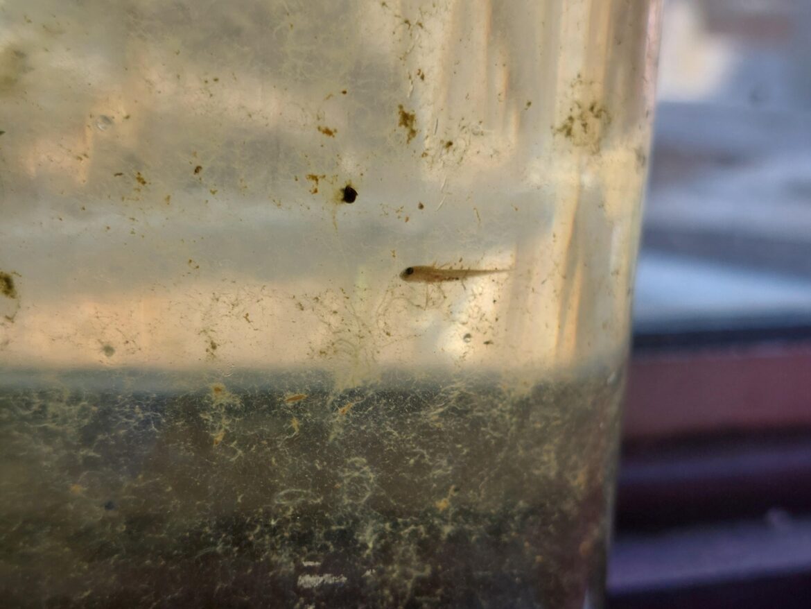 Help identify little guy UK