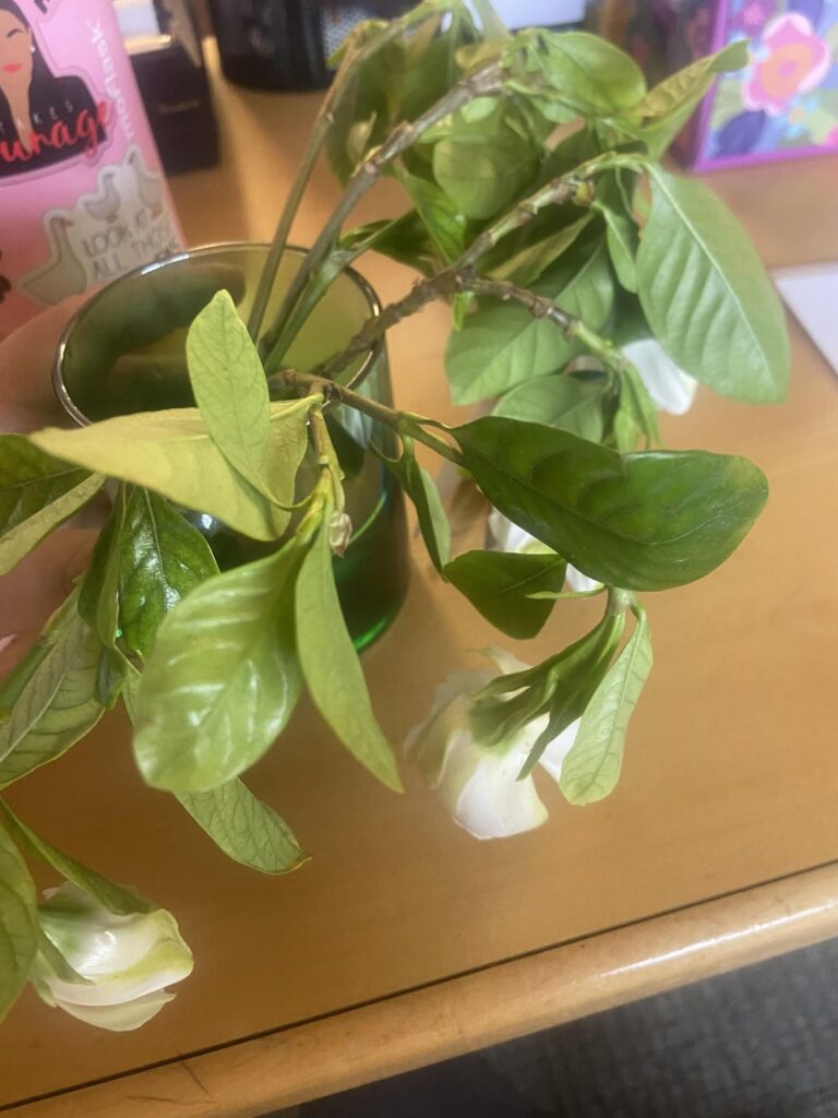 Is Water propagating Gardenia Cuttings Possible?