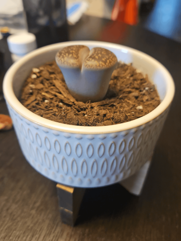 New baby! New baby!