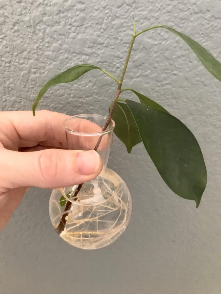 Roots n’ Shoots