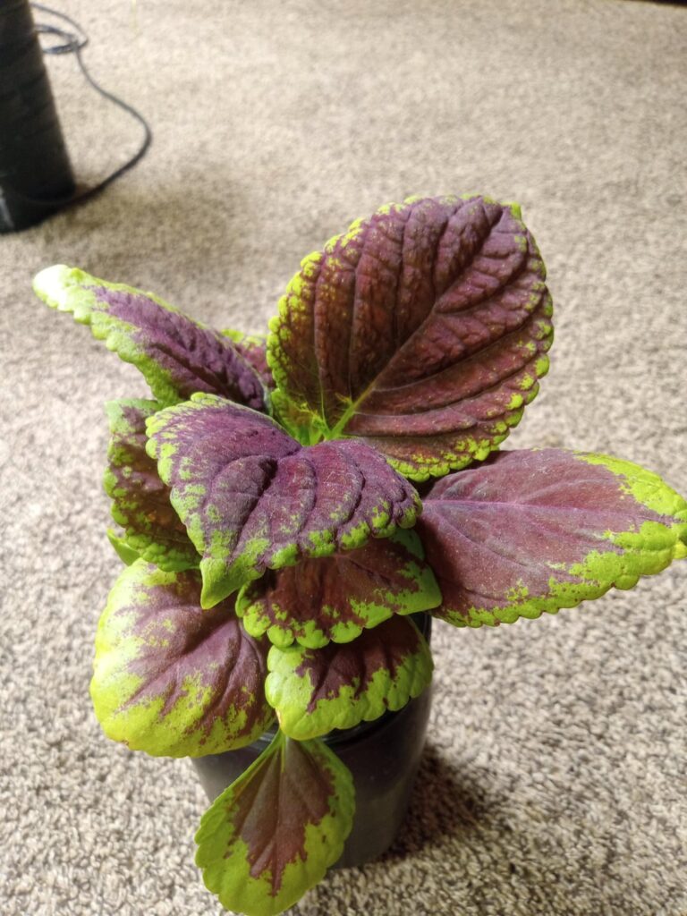Coleus update Coleus update