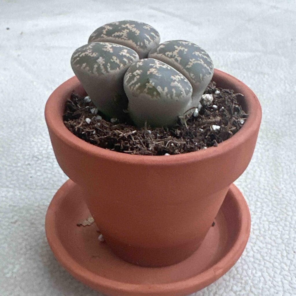 New to Lithops, Help Appreciated