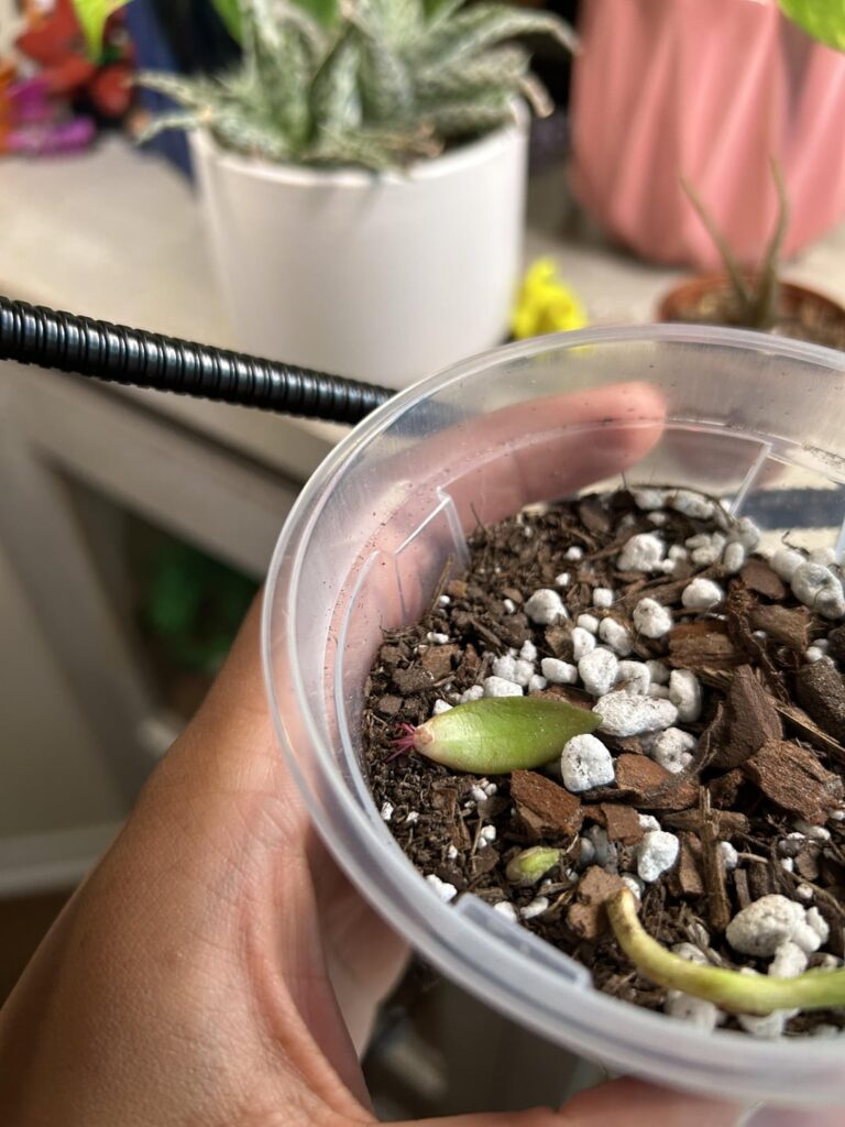 walmart prop 😝