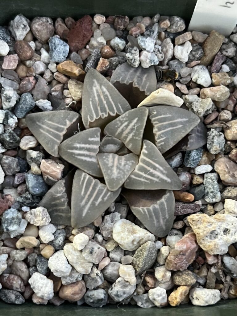 H. mutica seedlings juuuust starting to develop white windows three years from sowing