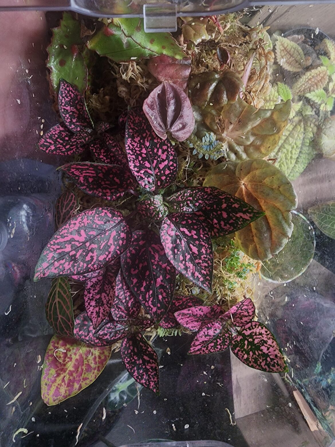 Polka Dot Pinches in my Prop Tank
