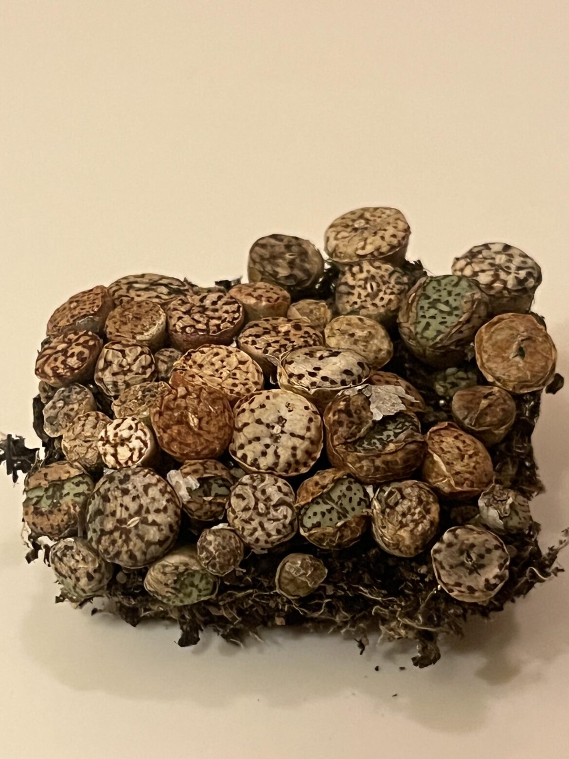 Small mat of Conophytum minimum wittebergense just starting to come out of dormancy!