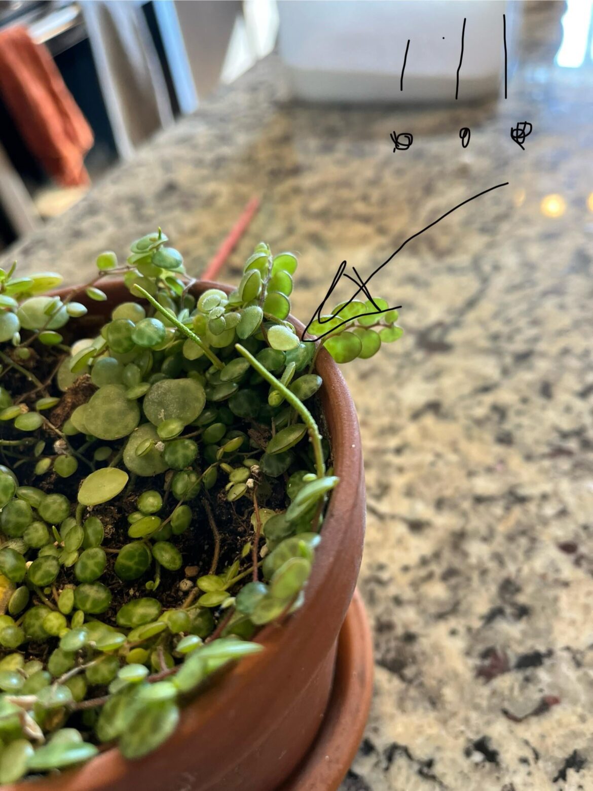 String of turtles flower???