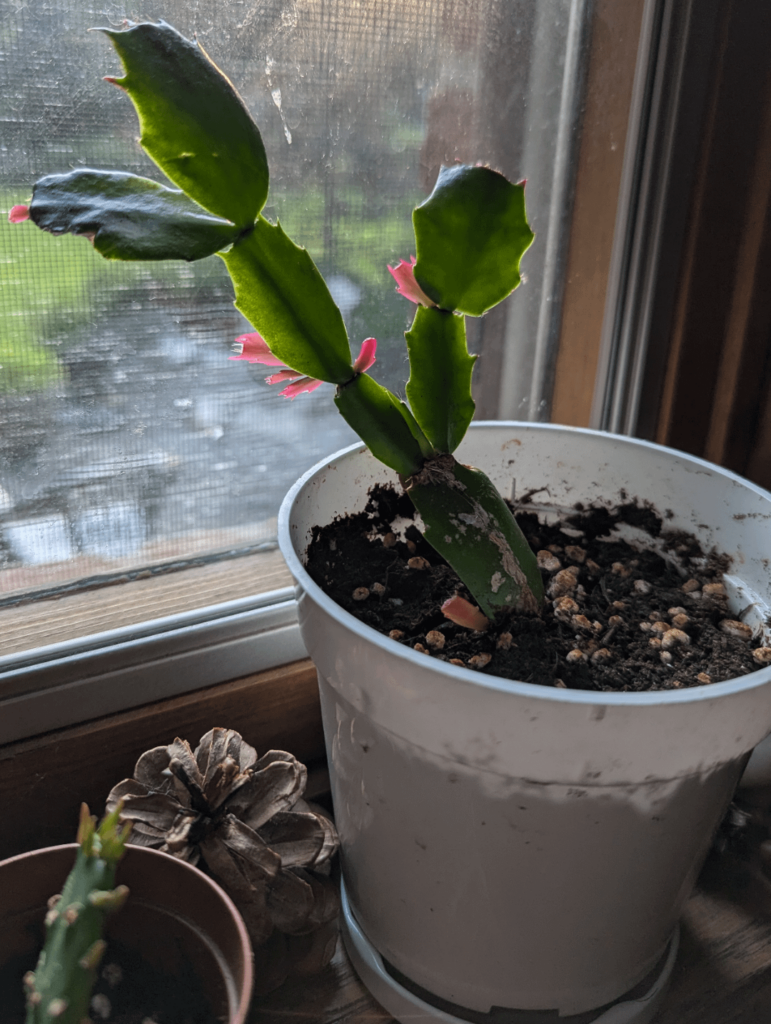New growth 😁😁