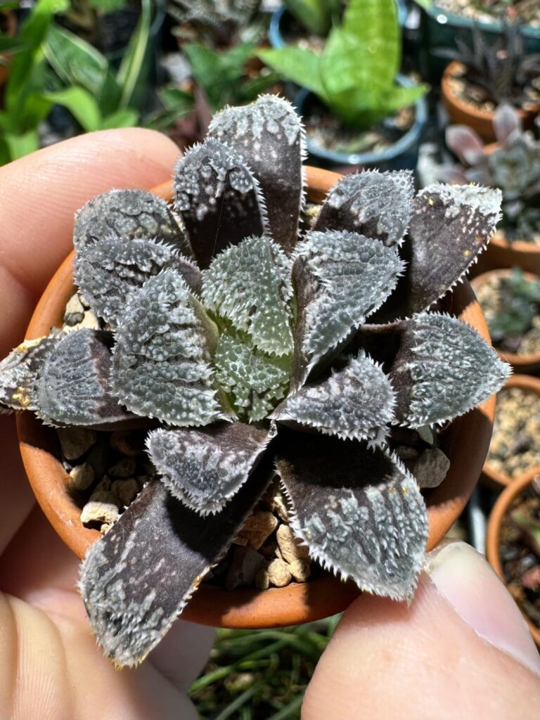 This ‘Yuki Usagi’ is growing in nicely! ✌🏼