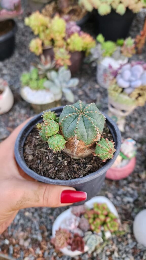 Help with ID, this seller is saying is an é. Obesa, but I'm not sure