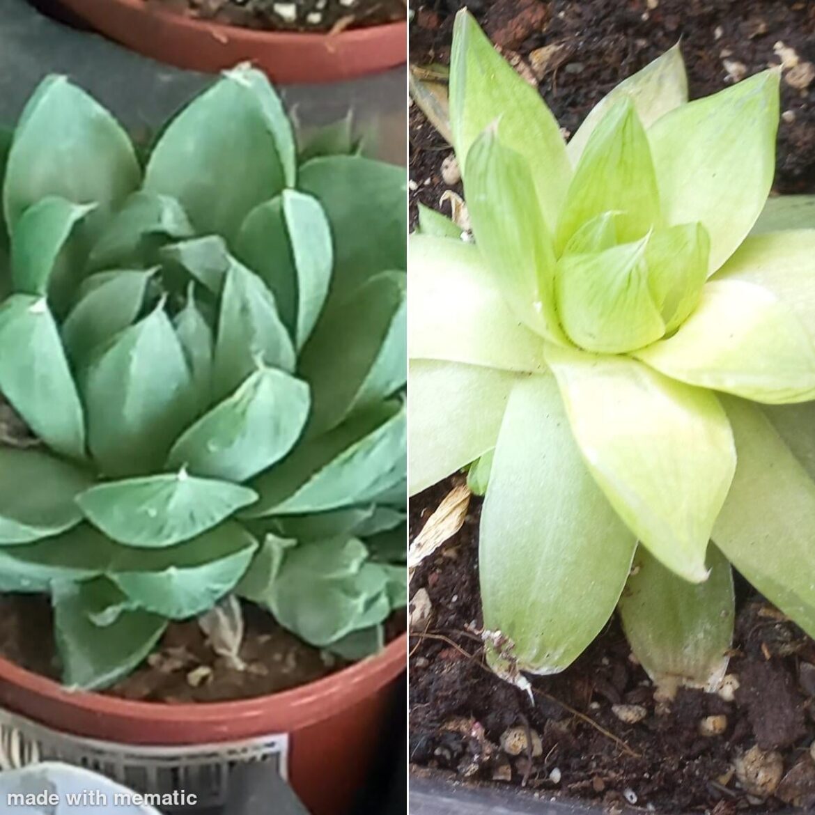 Is this two species same or is the on the left just thirsty ?