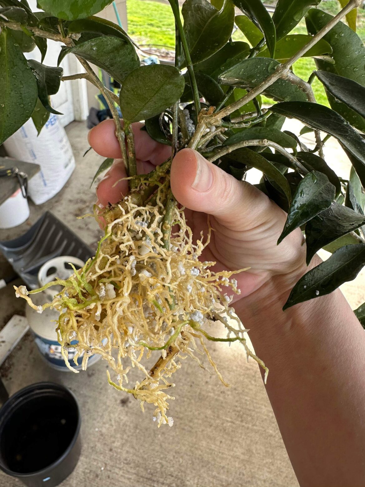 These Hoya roots after 1 month in perlite!